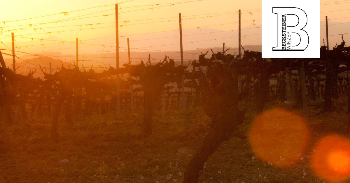 Abend-WeinWanderung | 07. Mai 2027