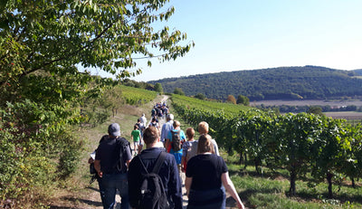 WeinWanderung im Rahmen der Taubertäler Wandertage am 12. Oktober 2024