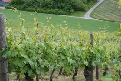 Blick in die Weinberge
