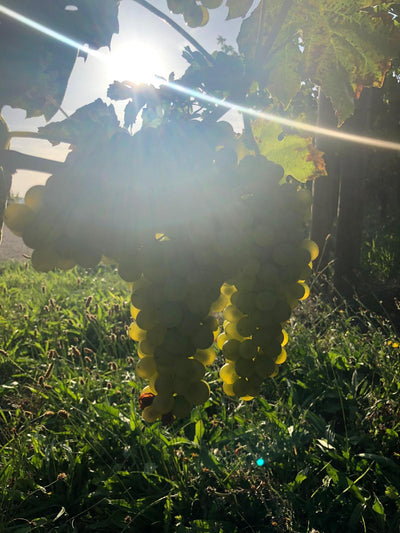 Neuer Herbstgenuss: Federweißer ab sofort in der Vinothek der Becksteiner Winzer