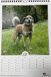 Kalender des Tierschutzvereins Bad Mergentheim (versandkostenfrei)